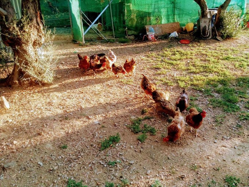 Dora'S Garden Villa Alexandroupolis Buitenkant foto